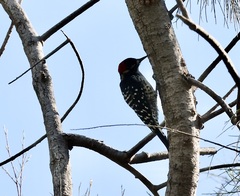 Dryobates nuttallii