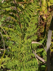 Athyrium angustum