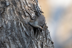 Acanthiza uropygialis