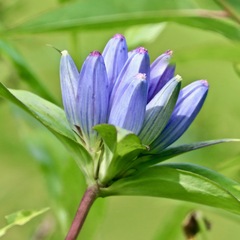 Gentiana andrewsii