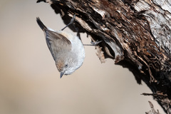 Acanthiza uropygialis