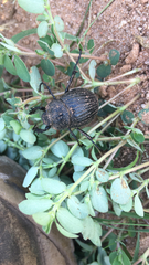 Phyllophaga cribrosa