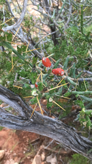 Cylindropuntia leptocaulis