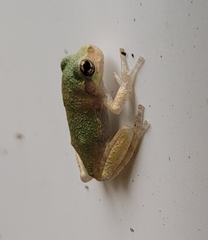 Hyla