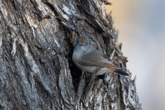 Acanthiza uropygialis