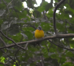 Eucometis penicillata