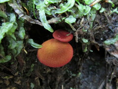 Cortinarius sanguineus