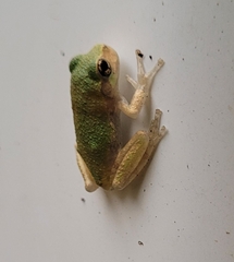 Hyla