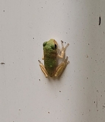 Hyla