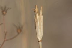 Calochortus macrocarpus
