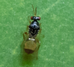 Euplectrus