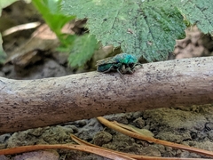 Chrysidoidea
