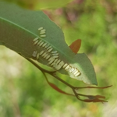 Paropsisterna cloelia