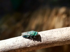 Chrysidoidea