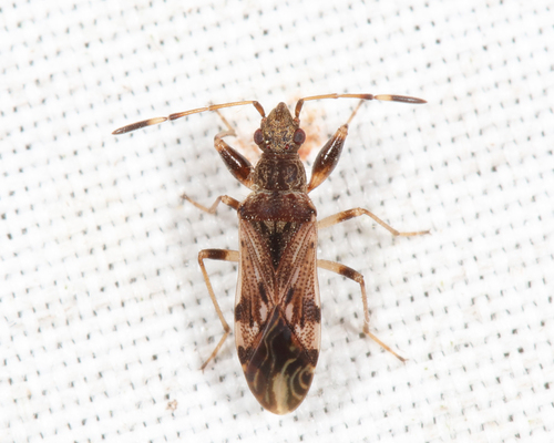 Neopamera albocincta (Barber, 1952)