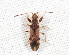 Neopamera albocincta