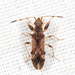 Neopamera albocincta - Photo (c) Tom Murray, some rights reserved (CC BY-NC), uploaded by Tom Murray