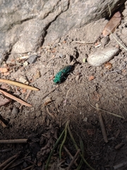 Chrysidoidea