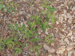 Berberis swaseyi