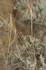 Calochortus macrocarpus