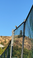 Xanthocephalus xanthocephalus