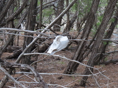 Sus scrofa domesticus