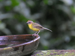 Basileuterus delattrii