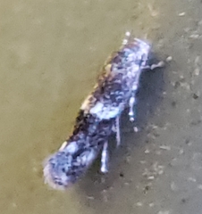 Elachista illectella