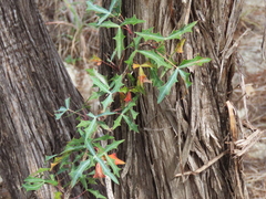 Berberis trifoliolata