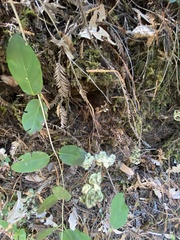 Pentagramma triangularis