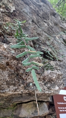 Pellaea atropurpurea