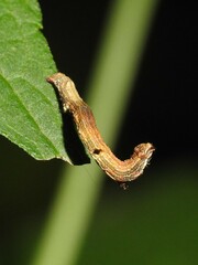 Ectropis