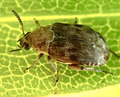 Acanthoscelides