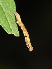 Ectropis