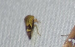 Ophiderma