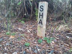 Acianthus sinclairii