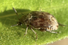 Acanthoscelides
