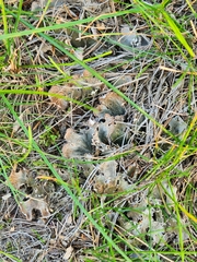 Peltigera canina