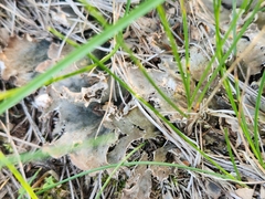 Peltigera canina