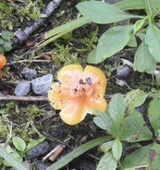 Hygrocybe acutoconica
