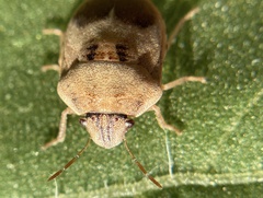 Homaemus proteus