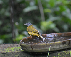 Eucometis penicillata