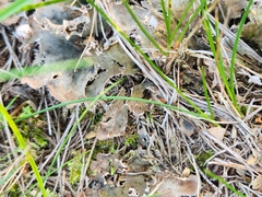 Peltigera canina