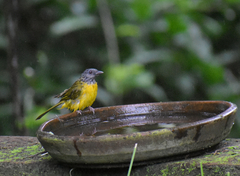 Eucometis penicillata