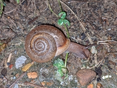 Neohelix albolabris