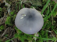 Entoloma indigoferum
