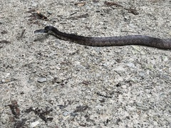 Pantherophis spiloides