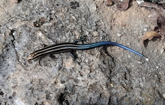 Plestiodon fasciatus