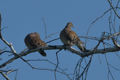 Streptopelia orientalis