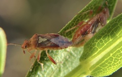 Arhyssus